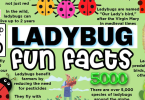interesting quick facts list